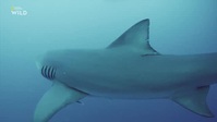 When Sharks Attack S08E03 XviD-AFG EZTV When Sharks Attack S08E03 XviD-AFG EZTV