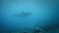 Deadly Australians S01E04 Oceans XviD-AFG EZTV