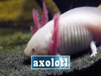 Absurd Planet S01E10 480p x264-mSD [eztv]
