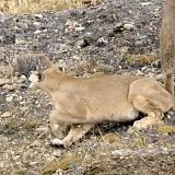 Big Cat Weekend S01E01 Man vs Puma WEB x264-CAFFEiNE[TGx]