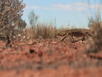 Aussie Gold Hunters S08E01 480p x264-mSD EZTV Aussie Gold Hunters S08E01 480p x264-mSD EZTV