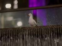 First Dates AU S04E05 480p x264-mSD [eztv]