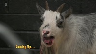 The Yorkshire Vet S16E11 XviD-AFG EZTV