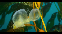 Our Oceans S01E01 XviD-AFG EZTV