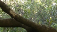Naked and Afraid S13E02 XviD-AFG EZTV Naked and Afraid S13E02 XviD-AFG EZTV