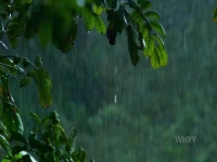 Nature S39E05 Primates Protecting Primates 480p x264-mSD EZTV