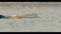 Our Oceans S01E04 XviD-AFG EZTV Our Oceans S01E04 XviD-AFG EZTV