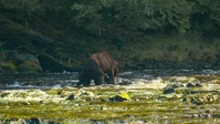 Eden Untamed Planet S01E06 720p WEB H264-BIGDOC EZTV Eden Untamed Planet S01E06 720p WEB H264-BIGDOC EZTV