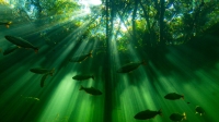 BBC Seven Worlds, One Planet s01e03 720p MP4 + subs BigJ0554