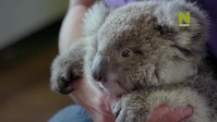Outback Vet S02E01 XviD-AFG EZTV Outback Vet S02E01 XviD-AFG EZTV