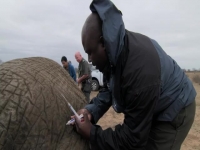 Big Animal Surgery S01E03 Elephant 480p x264-mSD [eztv]