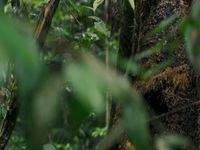 The Green Planet S01E01 480p x264-mSD EZTV