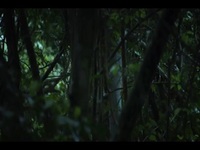 Chimp Empire S01E04 480p x264-mSD EZTV Chimp Empire S01E04 480p x264-mSD EZTV