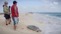 Planet Reef S01E01 XviD-AFG EZTV Planet Reef S01E01 XviD-AFG EZTV