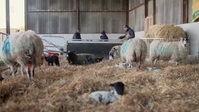 Springtime on the Farm S06E04 XviD-AFG EZTV