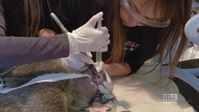 Bondi Vet S10E03 XviD-AFG EZTV