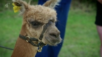 Embarrassing Pets S01E08 720p HDTV X264-CREED [eztv]