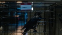 CSI Vegas S02E09 1080p HEVC x265-MeGusta EZTV