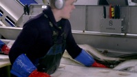 Ice Cold Catch S01E12 1080p WEB h264-CBFM EZTV
