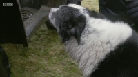 This Farming Life S04E07 720p HEVC x265-MeGusta EZTV This Farming Life S04E07 720p HEVC x265-MeGusta EZTV