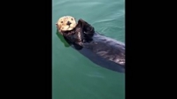 Howie Mandels Animals Doing Things S02E07 WEB x264-TBS [eztv]