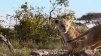 The Lion King 2019 BDRip x264-SPARKS[MovCr]