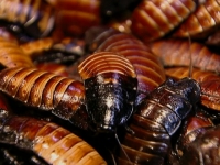 Fear Factor S03E28 WEB x264-TASTETV[eztv]