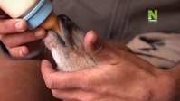 Work On The Wild Side S01E03 XviD-AFG EZTV Work On The Wild Side S01E03 XviD-AFG EZTV