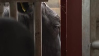 The Yorkshire Vet S12E04 XviD-AFG EZTV