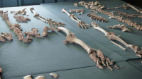 The Black Death S01E02 XviD-AFG EZTV