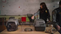 Animal Control S01E10 XviD-AFG EZTV Animal Control S01E10 XviD-AFG EZTV