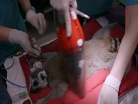 Inside Taronga Zoo S02E05 480p x264-mSD EZTV