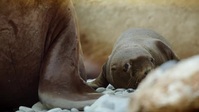 Growing Up Animal S01E02 XviD-AFG EZTV Growing Up Animal S01E02 XviD-AFG EZTV
