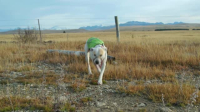 Dog Squad S13E01 XviD-AFG EZTV