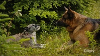 Hudson and Rex S04E02 XviD-AFG EZTV Hudson and Rex S04E02 XviD-AFG EZTV