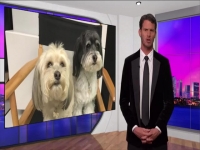 Tosh 0 S12E01 480p x264-mSD EZTV