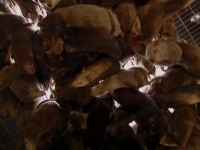 Fear Factor S04E20 WEB x264-TASTETV[eztv]