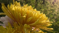 Full Bloom S01E04 720p WEB h264-KOGi EZTV Full Bloom S01E04 720p WEB h264-KOGi EZTV