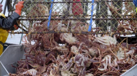 Deadliest Catch S20E04 XviD-AFG EZTV