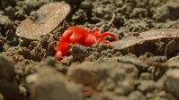 Eden Untamed Planet S01E03 XviD-AFG EZTV