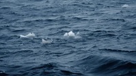 Deadliest Catch S18E22 XviD-AFG EZTV Deadliest Catch S18E22 XviD-AFG EZTV