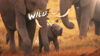 Wild Child S04E01 1080p HEVC x265-MeGusta EZTV