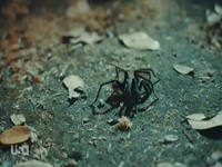 Snake in the Grass S01E04 480p x264-mSD EZTV