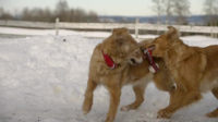 The Secret Life of Dancing Dogs S01E05 XviD-AFG EZTV The Secret Life of Dancing Dogs S01E05 XviD-AFG EZTV