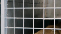 Extreme Animal Transport S01E03 XviD-AFG EZTV