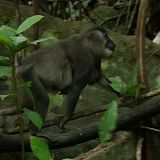 Monkeys of Bioko 2020 WEB h264-CAFFEiNE[TGx]