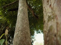 Colombia Wild and Free S01E01 480p x264-mSD EZTV