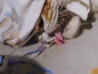 Arctic Vets S02E07 480p x264-mSD EZTV
