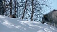 Winters Hidden Wonders S01E03 XviD-AFG EZTV Winters Hidden Wonders S01E03 XviD-AFG EZTV