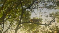 Big Beasts S01E08 1080p HEVC x265-MeGusta EZTV